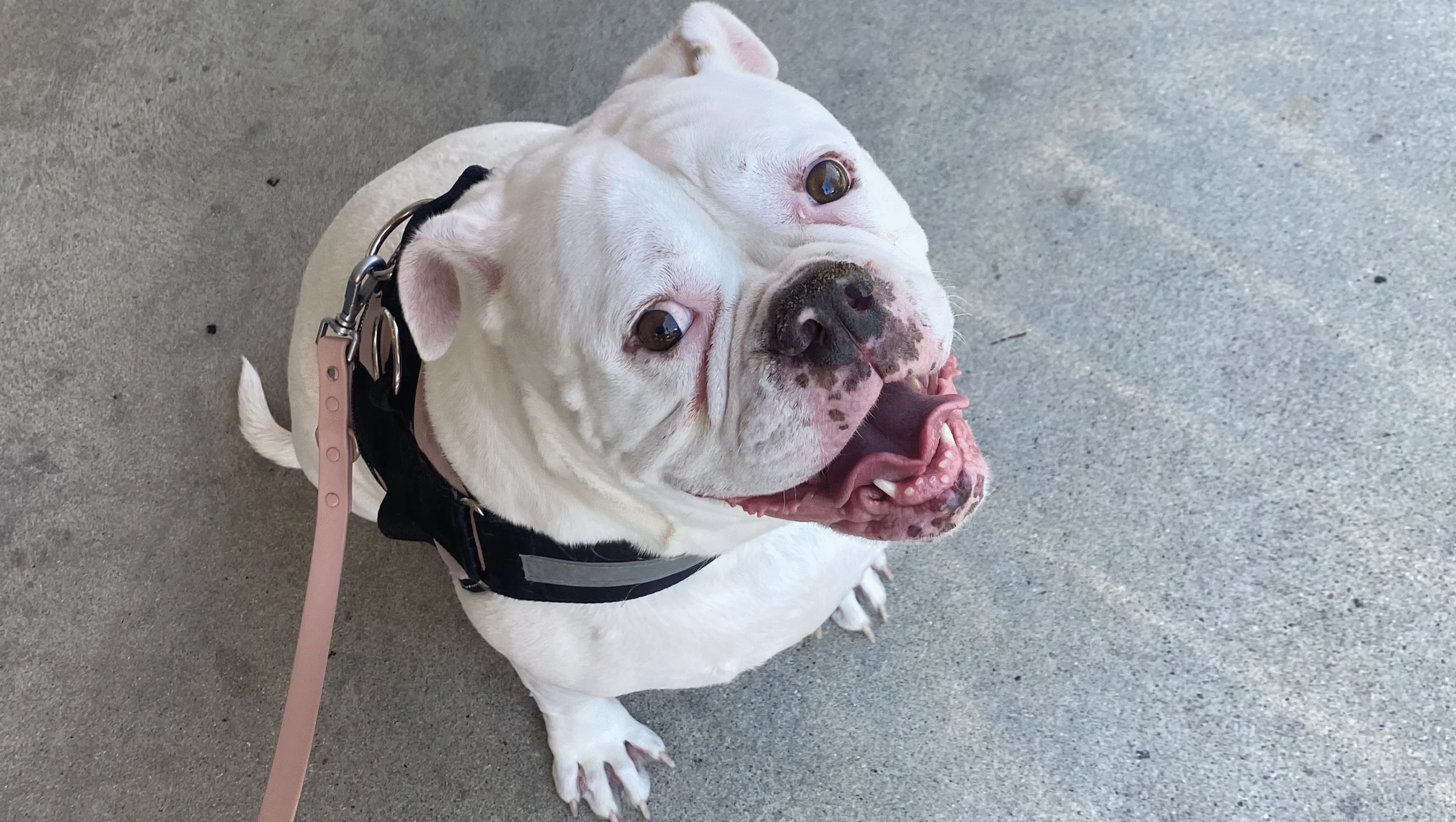 Help Birdie Fight Cancer: Support Needed – Fundraiser Donation Help