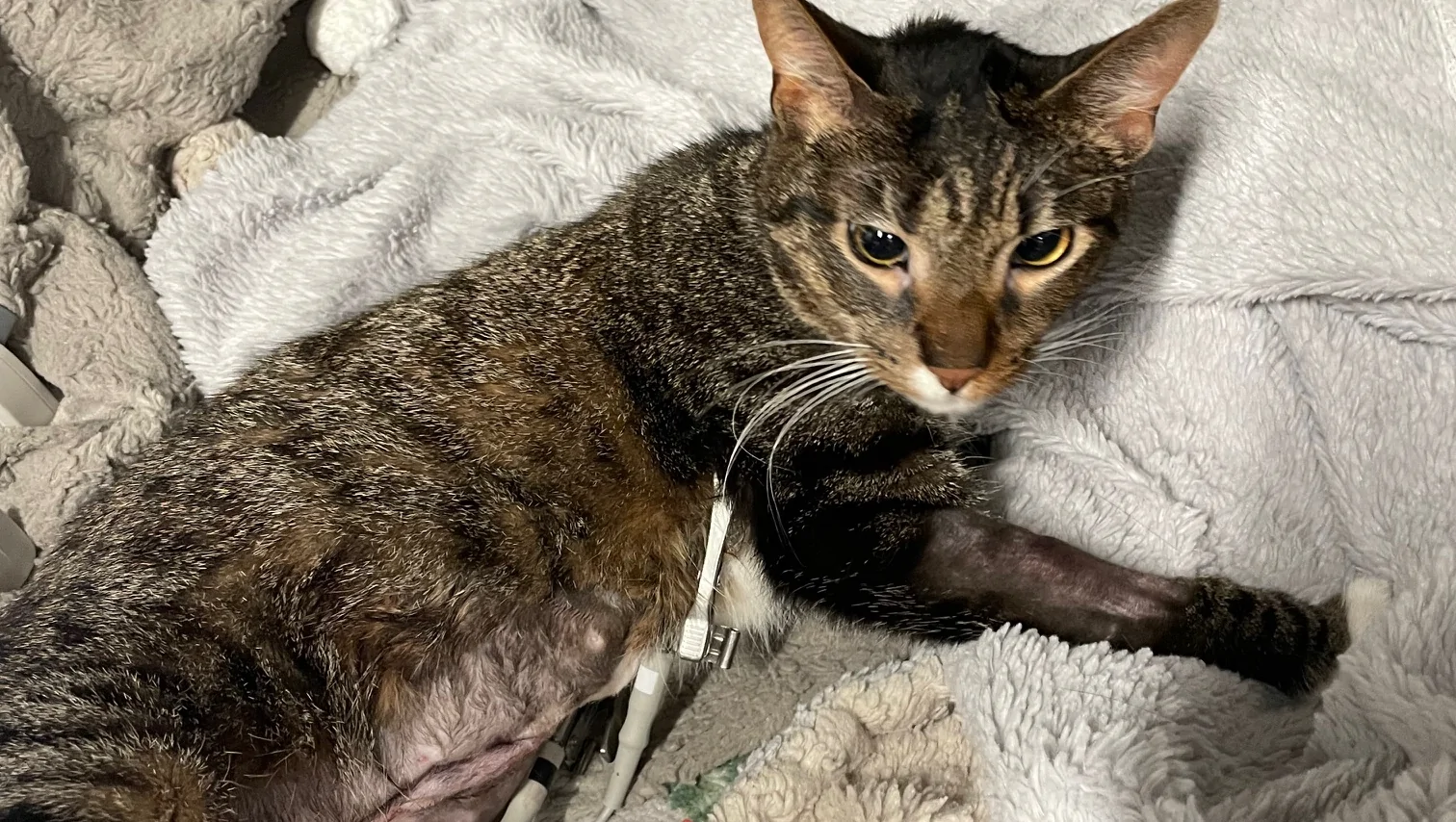 Please help our Boots – GoFundMe Fundraiser gofundme Donation Help