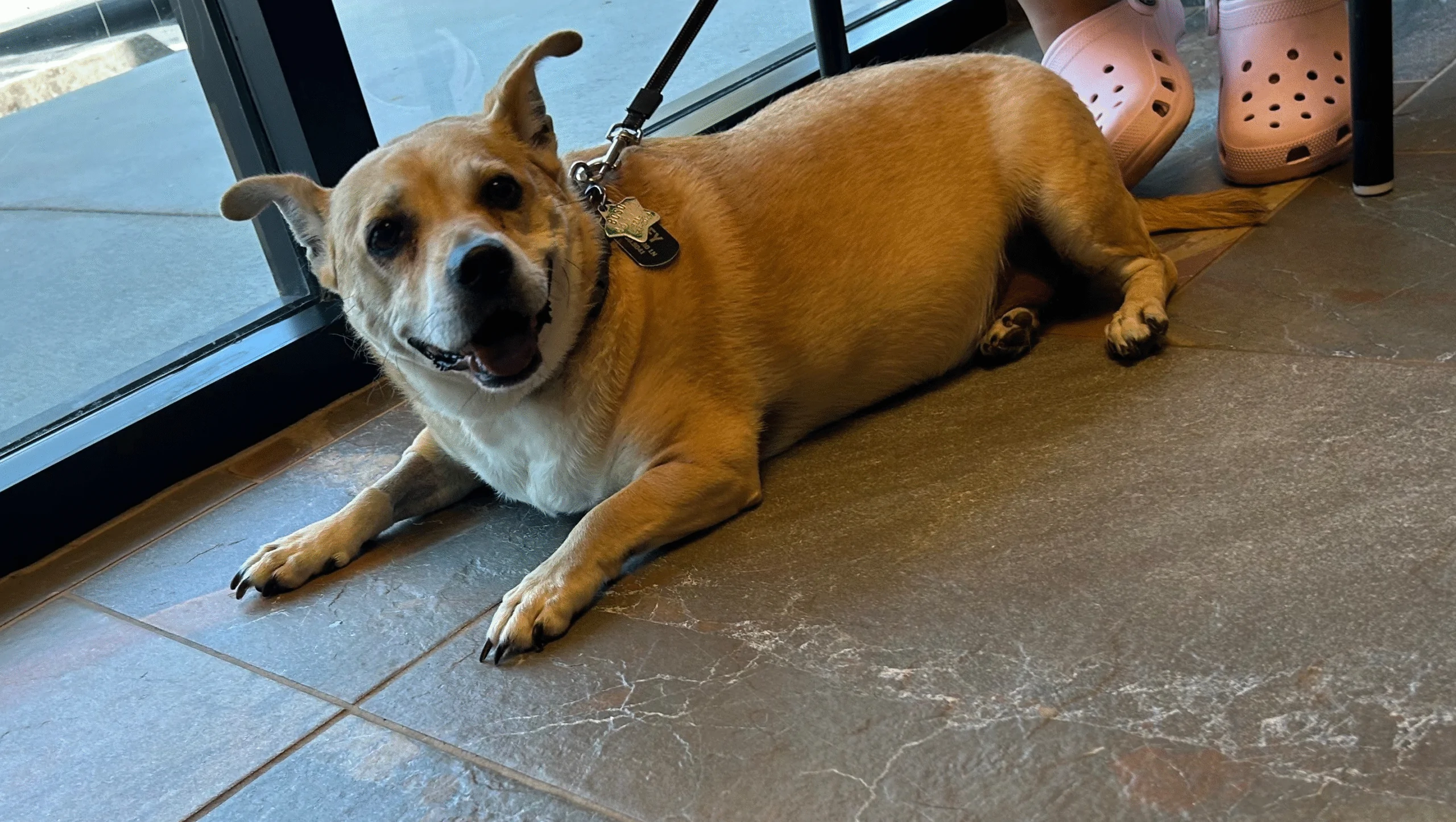 Bring Joey Home: Fund His Surgery – GoFundMe Fundraiser gofundme Donation Help