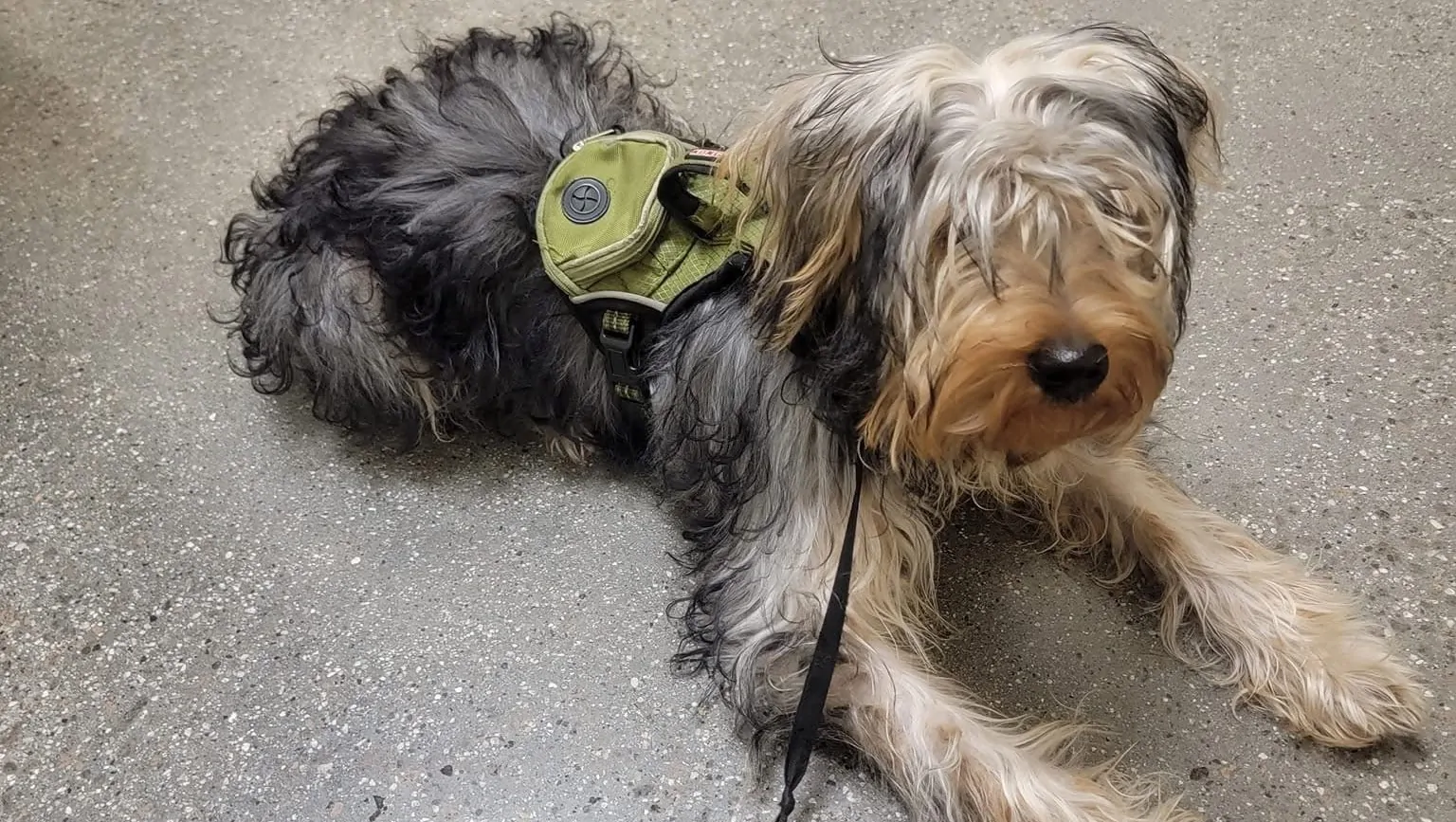 Support Daisy’s Emergency Surgery Costs – GoFundMe Fundraiser gofundme Donation Help